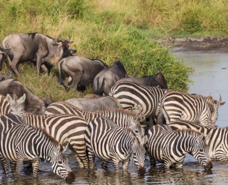east-african-migration-safari (1)